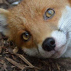 Meet your Posher, Fox chase